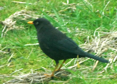 RobinSooty-web071209.jpg