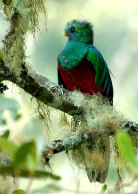 QuetzalResplendent-web071309.jpg