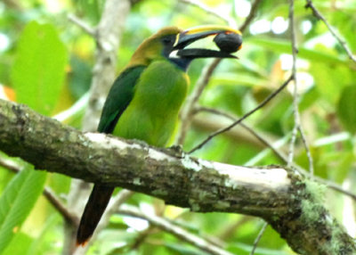 ToucanetEmerald-web0713092.jpg