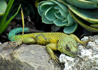 LizardSpiny-green-web071309.jpg