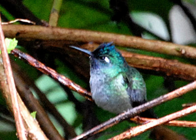 HummerViolet-head-web071509.jpg