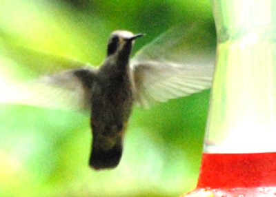 Hummer-web071509.jpg