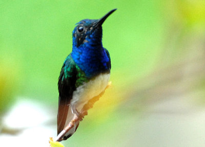 JacobinWh-neck-web071509.jpg
