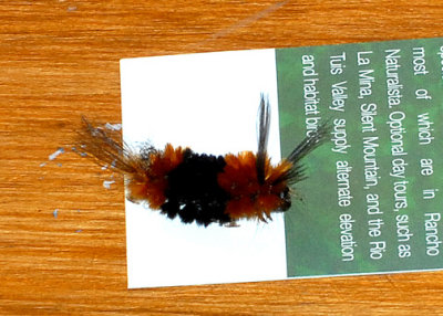 BedroomGuest-web071609.jpg