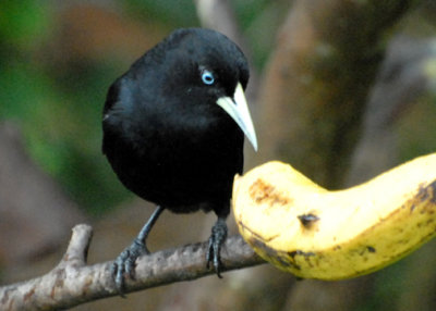 CaciqueScarlet-rumped-web071509.jpg