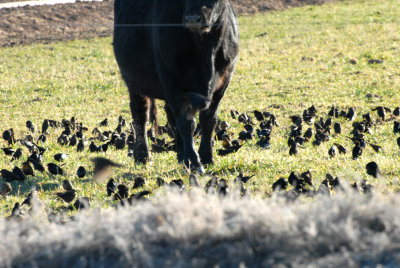 Blackbirds-PE20104102.jpg
