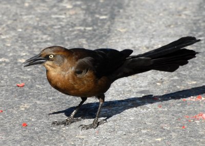 GrackleGt-tailed-PE2010410.jpg