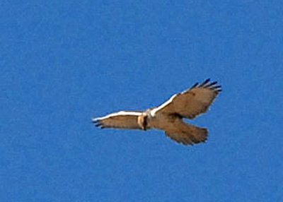 HawkFerruginous-PE20105102.jpg