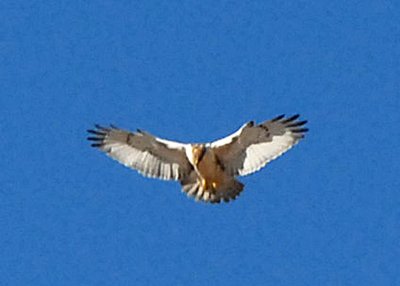 HawkFerruginous-PE20105103.jpg