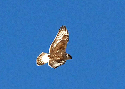 HawkFerruginous-PE20105104.jpg