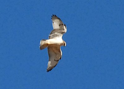 HawkFerruginous-PE20105106.jpg