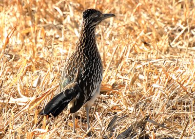 RoadrunnerG-PE20105101.jpg