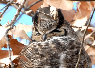 OwlGtH-PE20107102.jpg