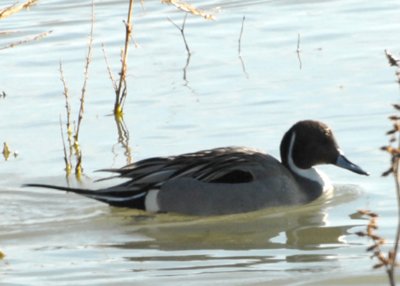 PintailN-PE2010810.jpg