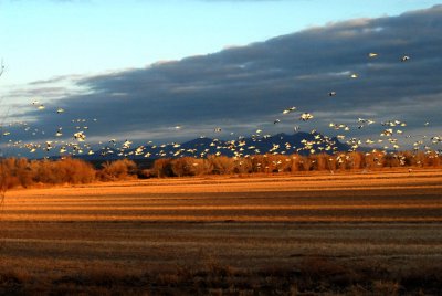GooseSnow-PE20108104.jpg