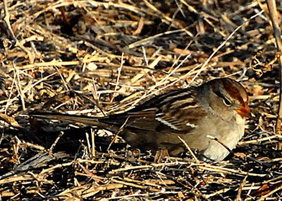 SparrowWh-cr-PE20108105.jpg