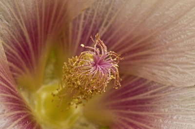 Close and Personal with a Hollyhock.jpg