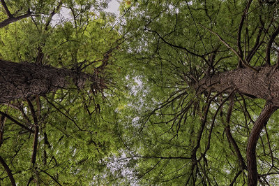 Pinus Nigra - Corsican Pine