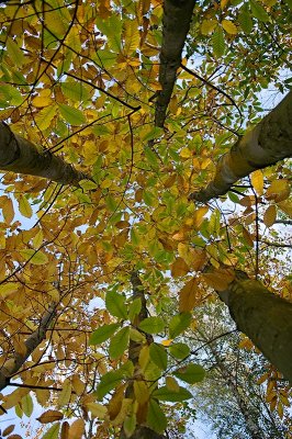 Castanea sativa - Young Chestnut