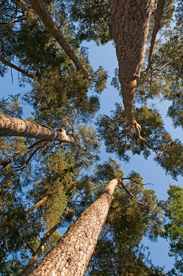 Pinus sylvestris - Scots Pine