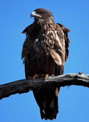 Immature Bald eagle