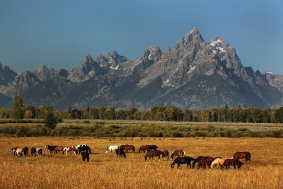 Horses at Grand Teton