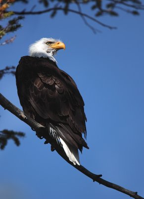Bald Eagle