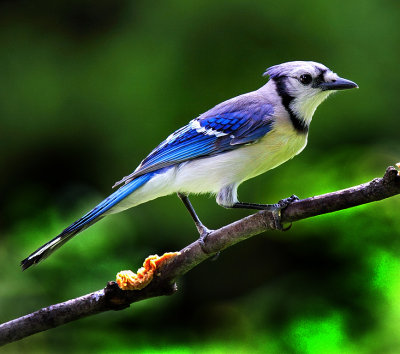 Blue Jay