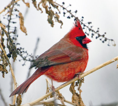 Cardinal Eating Berries