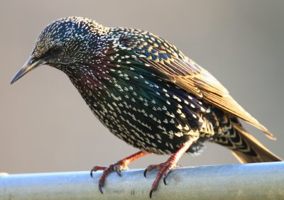 European Starling