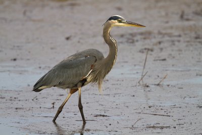 Great Blue Heron Walking Tall