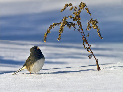 Junco Looking Up