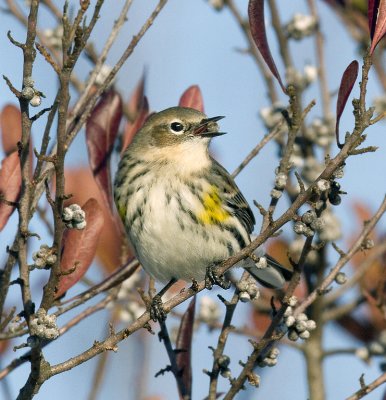 Yellow-rumped Warbler with berry