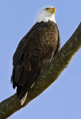 g3/48/815748/3/120693880.TgudR10Z.jpg