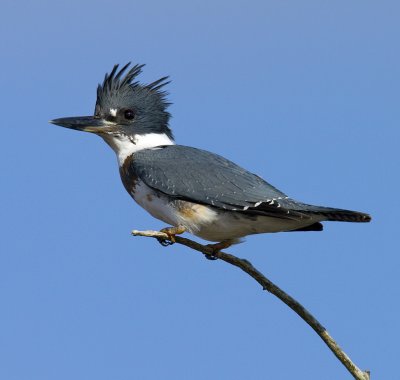 Belted Kingfisher