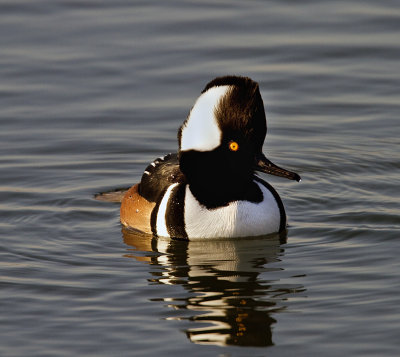 Male Hooded Merganser