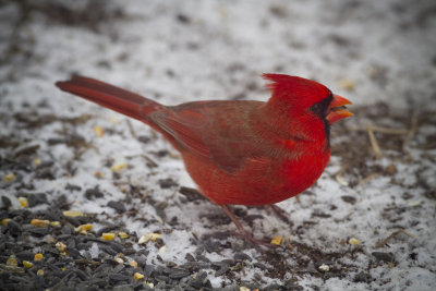 Male Cardinal