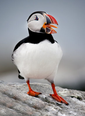 Atlantic Puffin