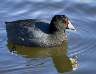 American Coot