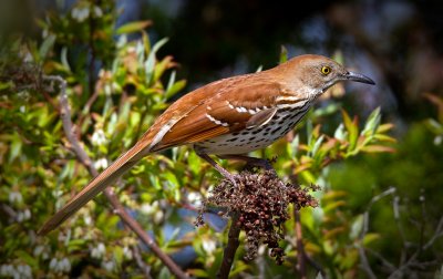 Brown Thrasher