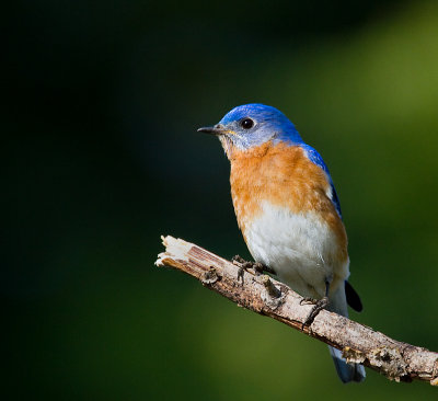 Blue Bird