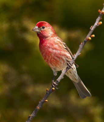 House Finch