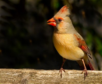 Female Cardinal