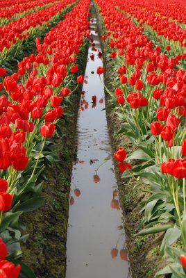 Tiptoe Through the Tulips