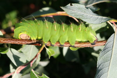 polyphemus catapillar