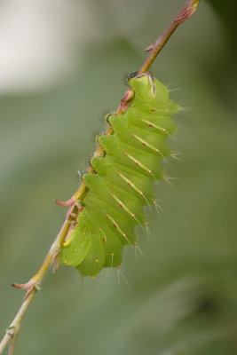 polyphemus catapillar2
