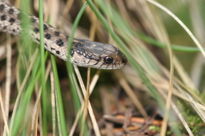 wandering garter snake
