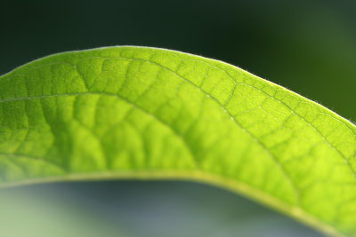 green leaf