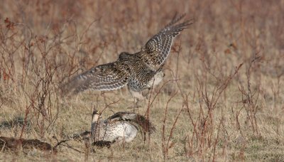sharptail17.JPG
