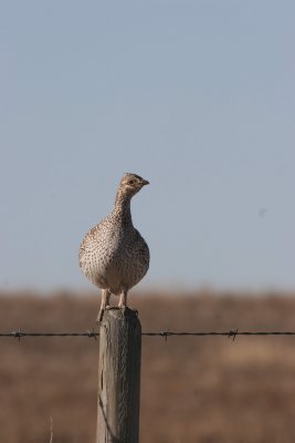sharptail28.JPG